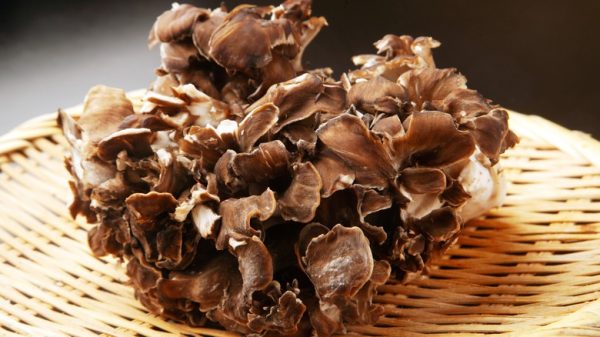 Maitake